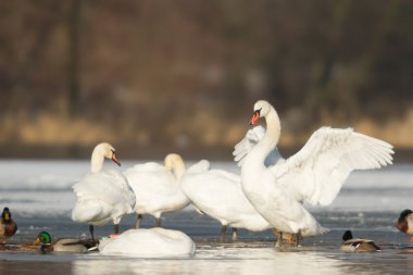 görüntü doğa serisi