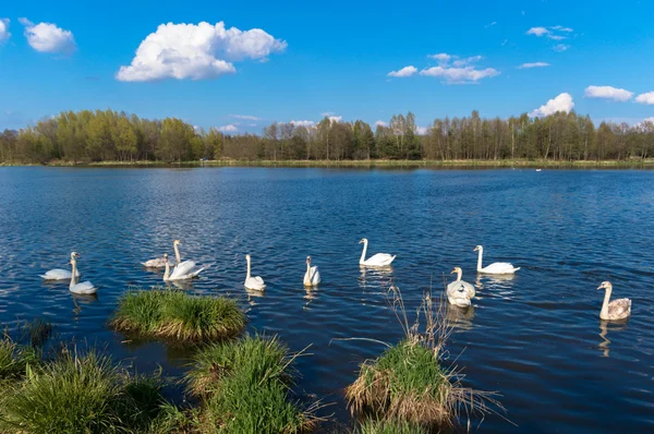 Bild aus der Natur-Serie — Stockfoto