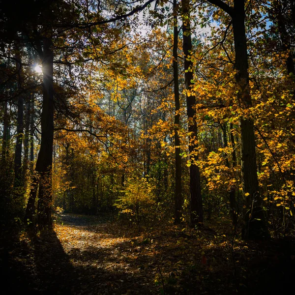 Imagen de la serie naturaleza — Foto de Stock