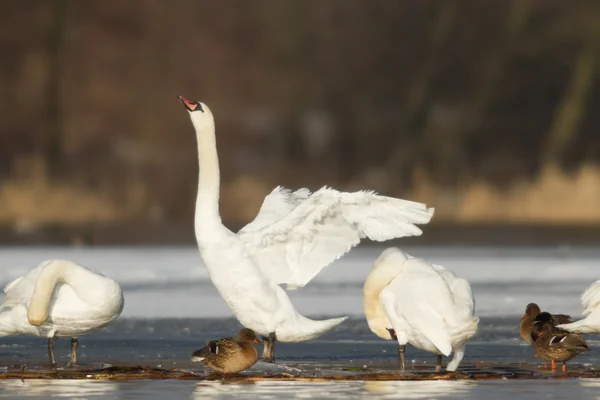 Immagine dalla serie natura — Foto Stock