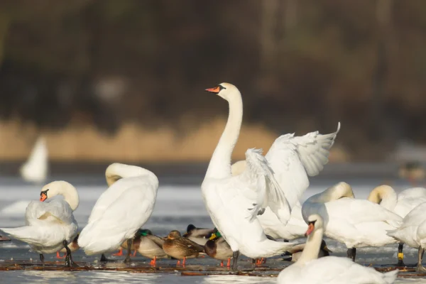 Obraz z serii natura — Zdjęcie stockowe