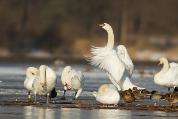 Beeld uit natuur-serie — Stockfoto