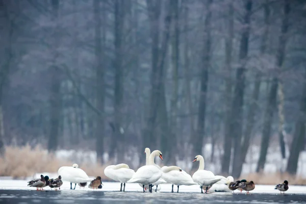 Obrázek ze série nature — Stock fotografie