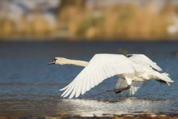 Bild från naturen-serien — Stockfoto