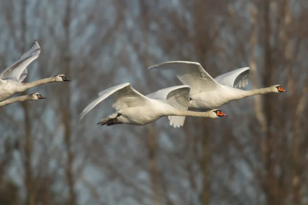 Beeld uit natuur-serie — Stockfoto