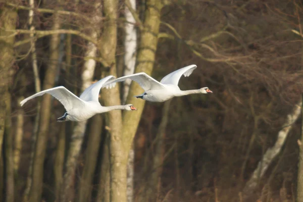 Beeld uit natuur-serie — Stockfoto