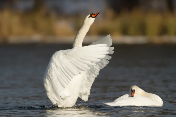 Obrázek ze série nature — Stock fotografie