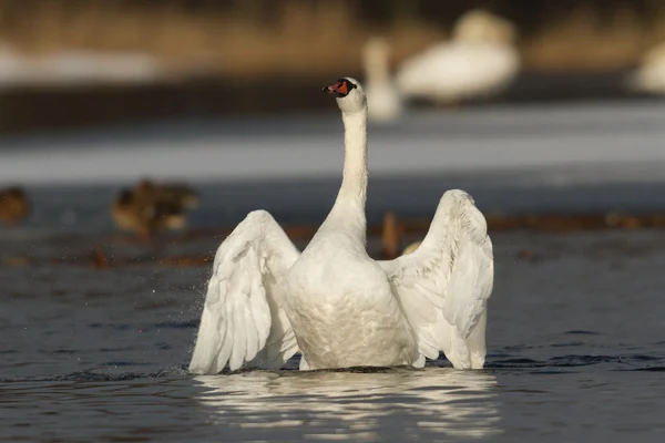 Obrázek ze série nature — Stock fotografie