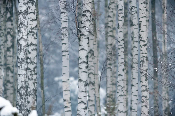 Beeld uit natuur-serie — Stockfoto