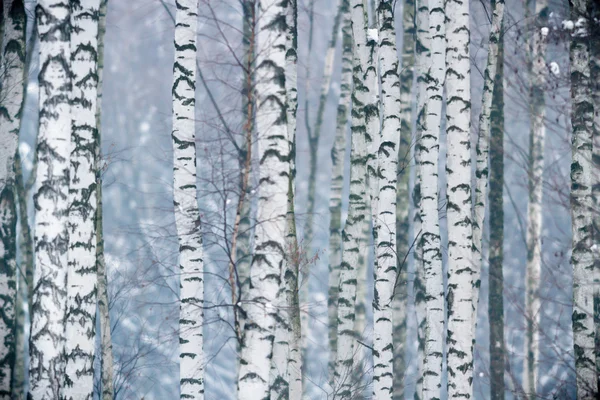 Obraz z serii natura — Zdjęcie stockowe