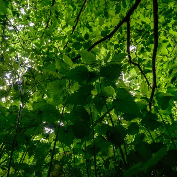 Beeld uit natuur-serie — Stockfoto