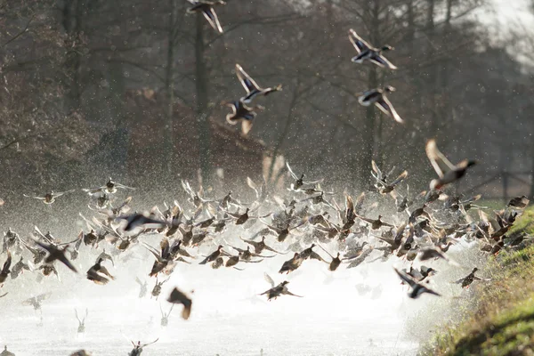 Imagem da série natureza — Fotografia de Stock