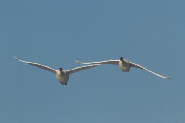 görüntü doğa serisi