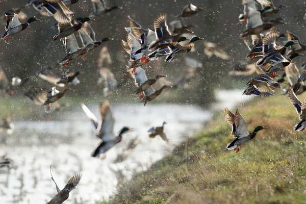 Imagem da série natureza — Fotografia de Stock