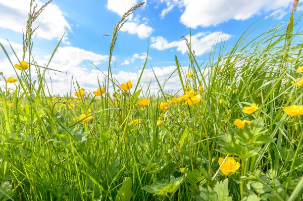 Immagine dalla serie natura — Foto Stock