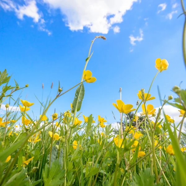 Immagine dalla serie natura — Foto Stock