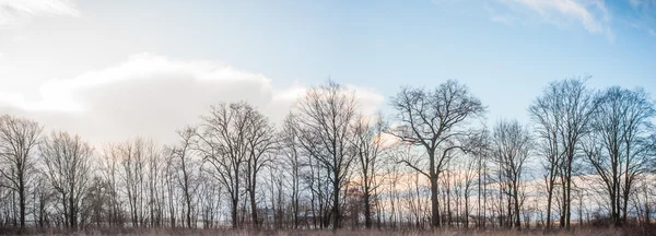 Immagine dalla serie natura — Foto Stock