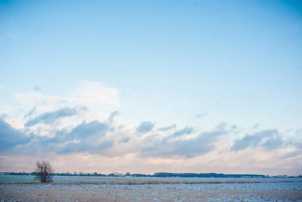 Immagine dalla serie natura — Foto Stock