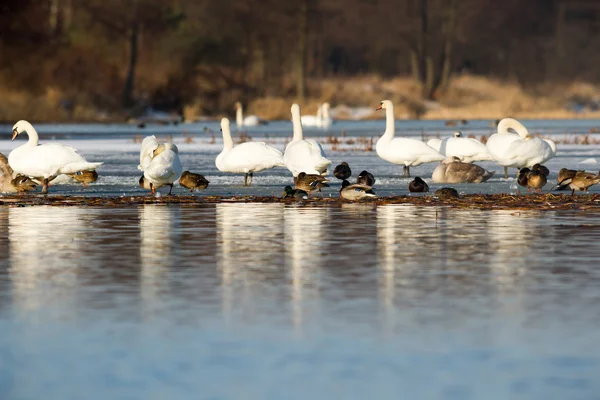 Immagine dalla serie natura — Foto Stock