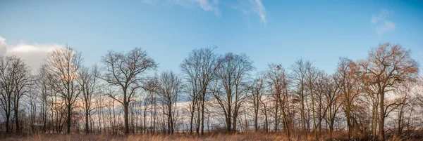 Immagine dalla serie natura — Foto Stock