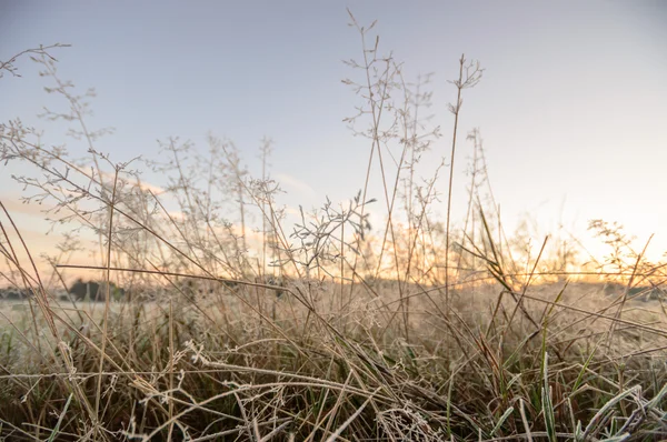 Bild aus der Natur-Serie — Stockfoto