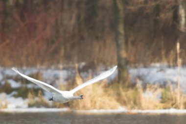 görüntü doğa serisi