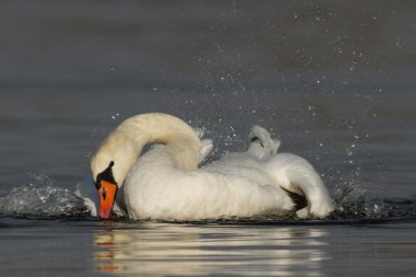 görüntü doğa serisi