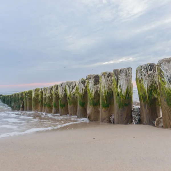 Beeld uit natuur-serie — Stockfoto