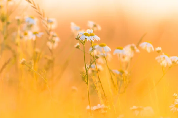 Bild från naturen-serien — Stockfoto