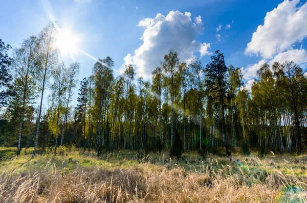 Beeld uit natuur-serie — Stockfoto