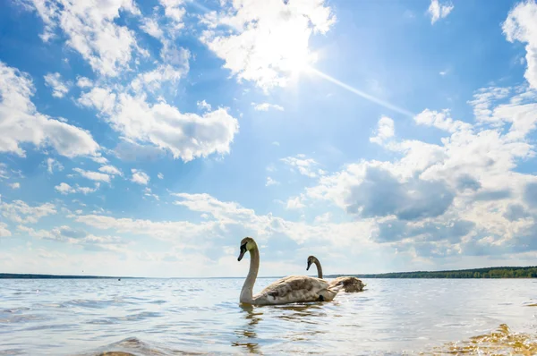 Bild aus der Natur-Serie — Stockfoto