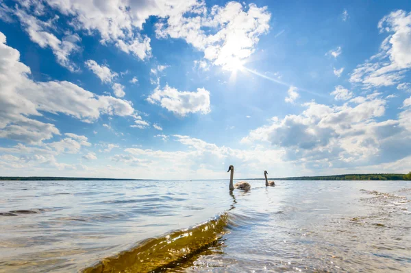 Immagine dalla serie natura — Foto Stock