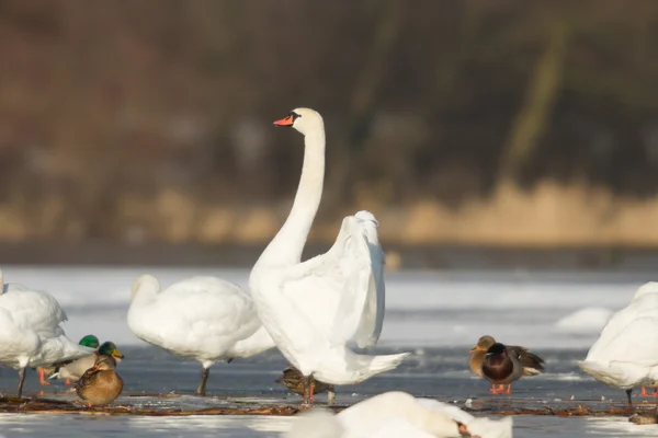 Beeld uit natuur-serie — Stockfoto