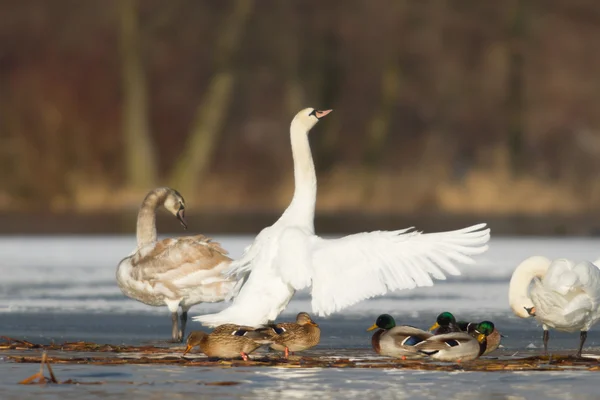 Beeld uit natuur-serie — Stockfoto