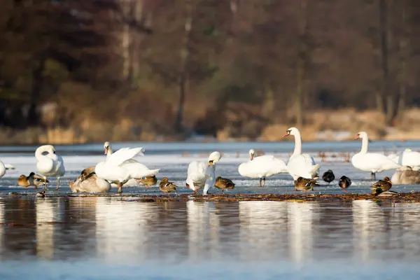 Obraz z serii natura — Zdjęcie stockowe