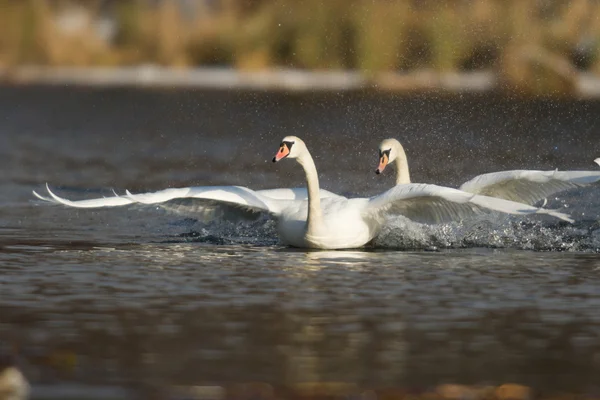 Bild från naturen-serien — Stockfoto