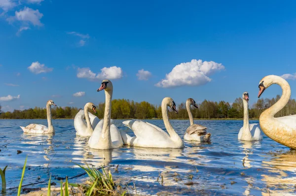 Beeld uit natuur-serie — Stockfoto