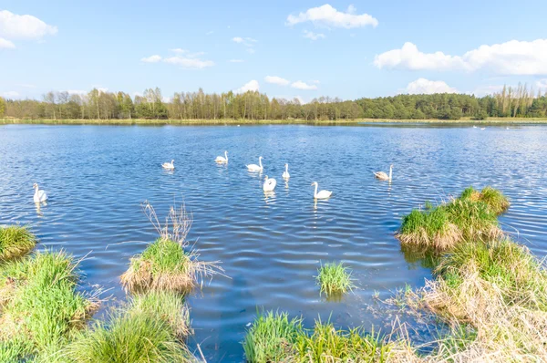 Obraz z serii natura — Zdjęcie stockowe