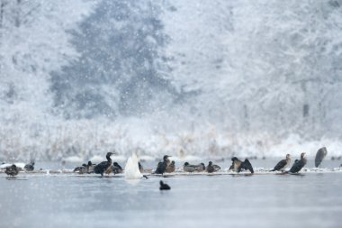 görüntü doğa serisi