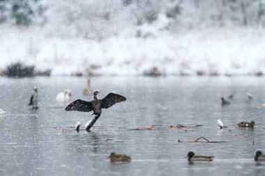 görüntü doğa serisi