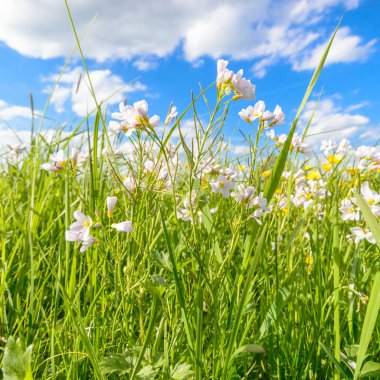görüntü doğa serisi
