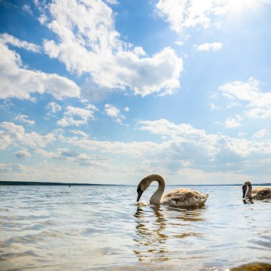 görüntü doğa serisi