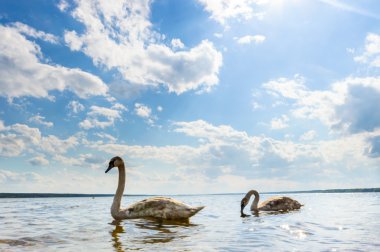 görüntü doğa serisi