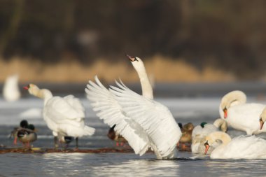 görüntü doğa serisi