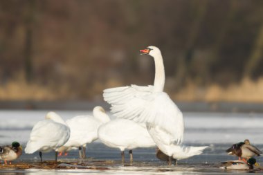 görüntü doğa serisi