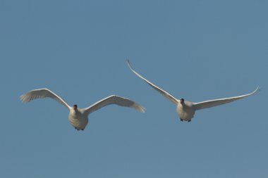 görüntü doğa serisi