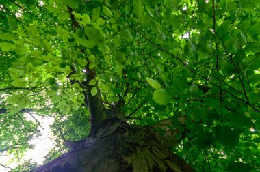 görüntü doğa serisi