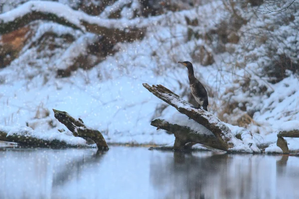 Obraz z serii natura — Zdjęcie stockowe