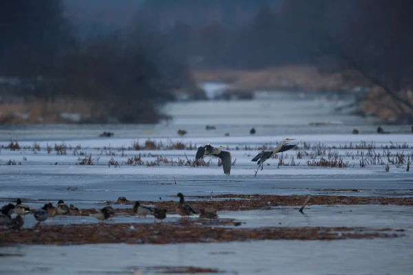 Immagine dalla serie natura — Foto Stock