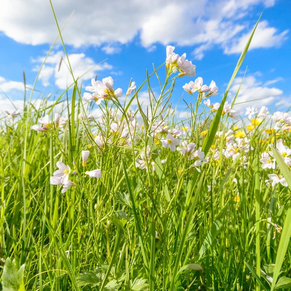 Immagine dalla serie natura — Foto Stock